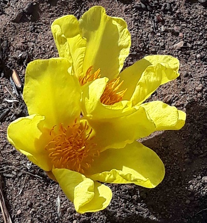 gelbe Blüte