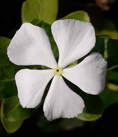 weiße Blüte